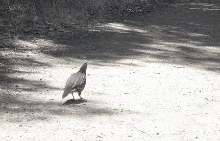 Quail on a Trail